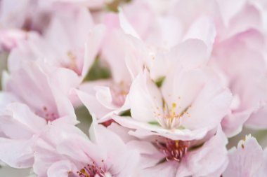 Baharda çiçek dalları