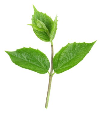 Beyaz yeşil yapraklar