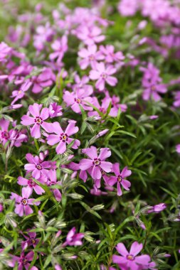 Güzel Mor Çiçekler 