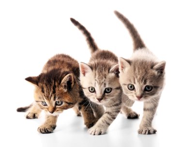 Küçük şirin yavru kedi