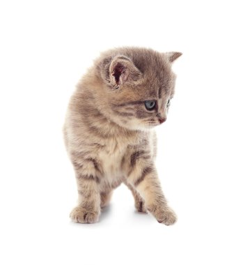 küçük şirin kedi yavrusu