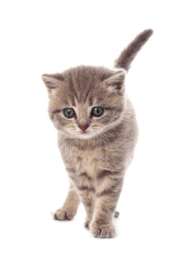 küçük şirin kedi yavrusu