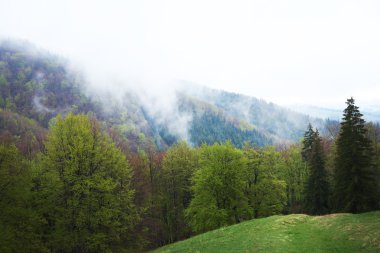 Yeşil orman çayır