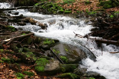 ormandaki küçük nehir