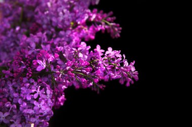 Mor Eflatun çiçekler   