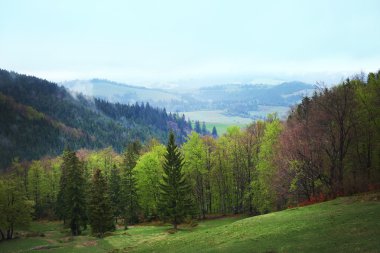 Yeşil orman çayır