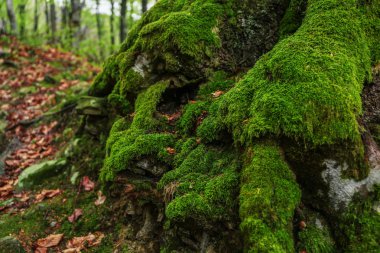 Ağaç kökleri moss ile