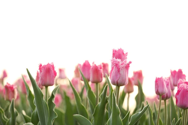 Beautiful blooming tulips — Stock Photo, Image