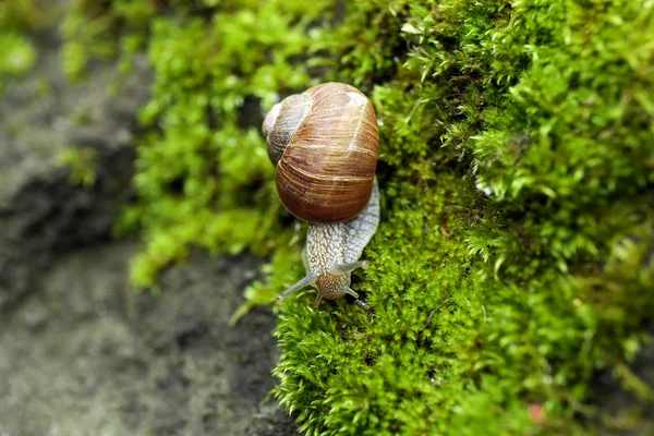 苔でカタツムリをクローズ アップ — ストック写真