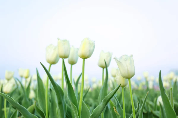 Hermosos tulipanes florecientes — Foto de Stock