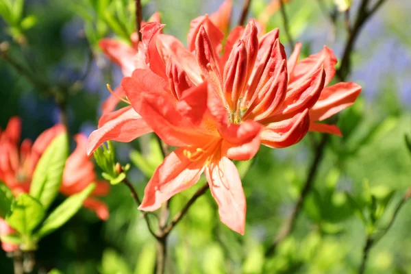 Όμορφη ανθισμένα λουλούδια rhododendron — Φωτογραφία Αρχείου