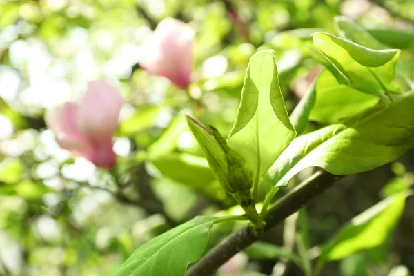 Magnolia fleur d'arbre — Photo