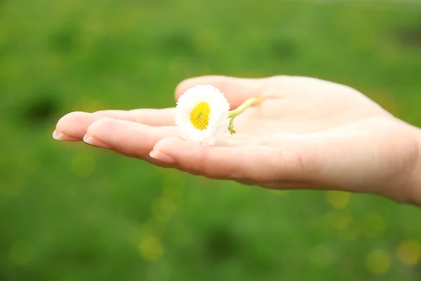 Vrouwelijke hand met daisy — Stockfoto