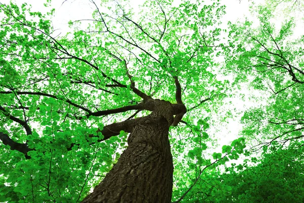 큰 초록 나무 — 스톡 사진