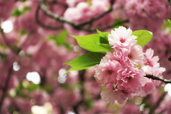 Sakura flores de cerca — Foto de Stock