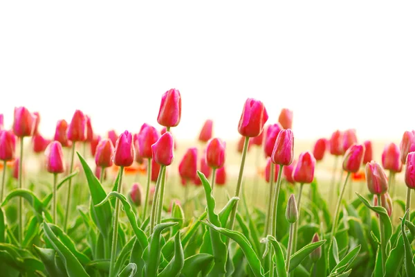 Bellissimi tulipani fioriti — Foto Stock