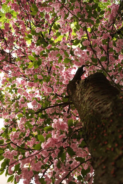 Цветущее розовое дерево сакуры — стоковое фото