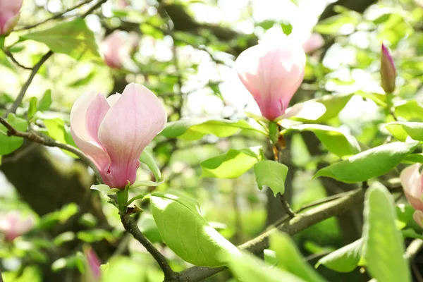 Flor de árbol de magnolia — Foto de Stock