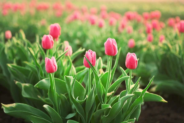 Hermosos tulipanes florecientes — Foto de Stock