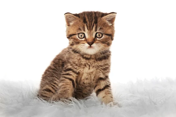 Kleines süßes Kätzchen — Stockfoto