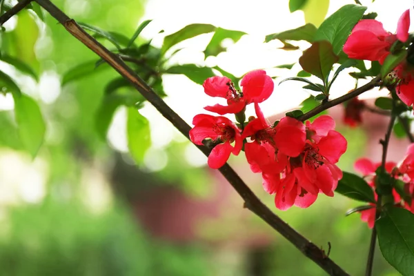 Blommande träd blommor — Stockfoto