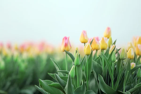 Beautiful blooming tulips — Stock Photo, Image