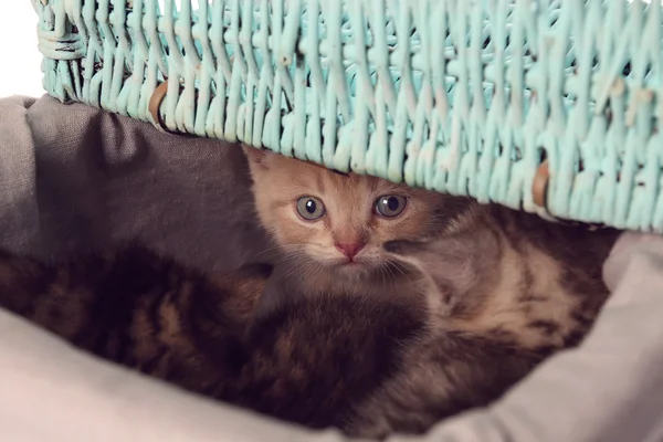 Small cute kittens — Stock Photo, Image