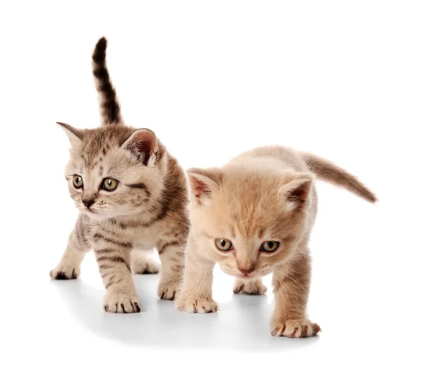 Kleine schattige kittens — Stockfoto