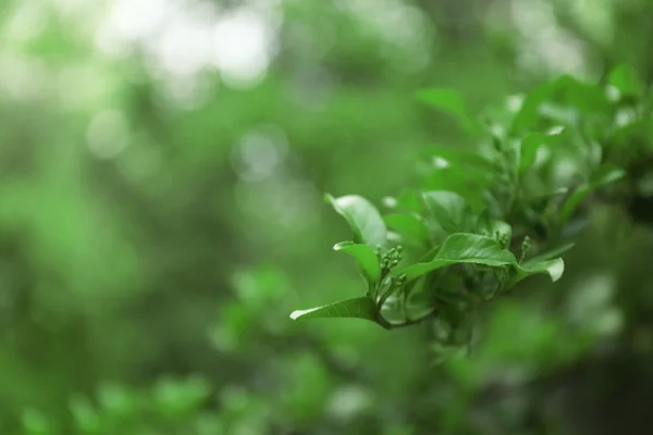 Green spring branch — Stock Photo, Image