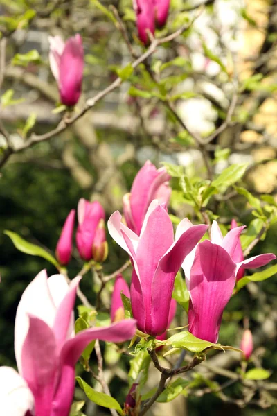 Flor de árbol de magnolia — Foto de Stock