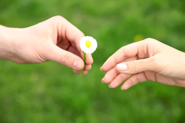 Mãos com flor de margarida — Fotografia de Stock