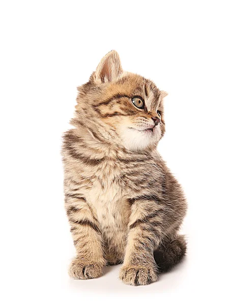 Petit chaton mignon — Photo