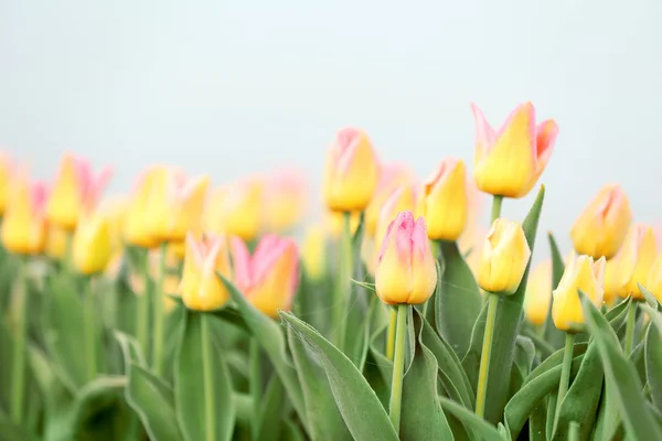 Beautiful blooming tulips — Stock Photo, Image