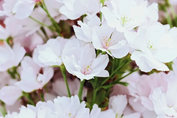 Våren blommande grenar — Stockfoto