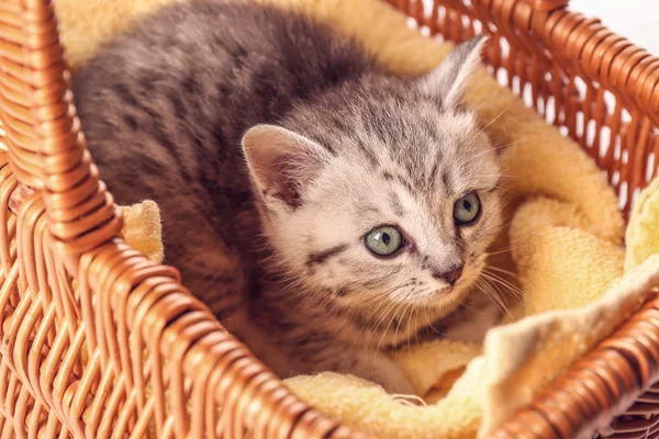 Liten söt kattunge — Stockfoto