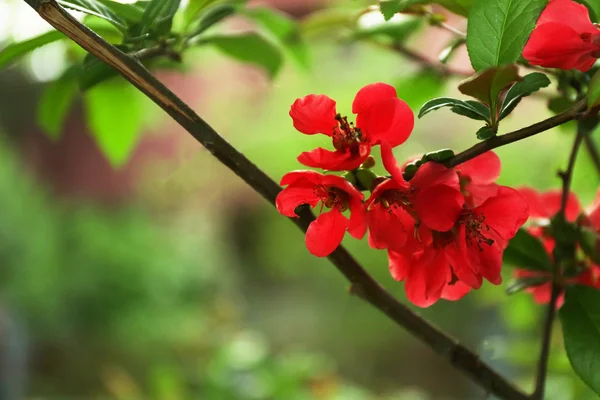 Fleurs d'arbre en fleurs — Photo