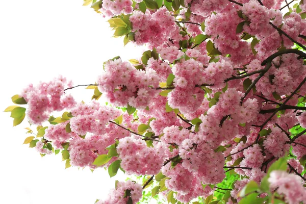 Sakura kwiaty z bliska — Zdjęcie stockowe