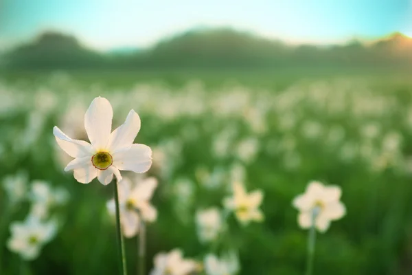 Beautiful narcissus flowers — Stock Photo, Image