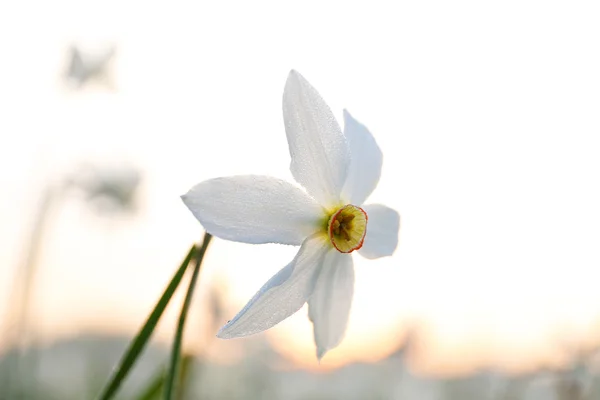 Vackra narcisser blomma — Stockfoto