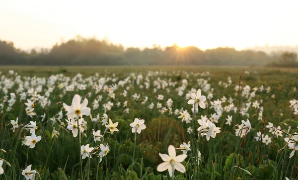 Beautiful narcissus flowers — Stock Photo, Image