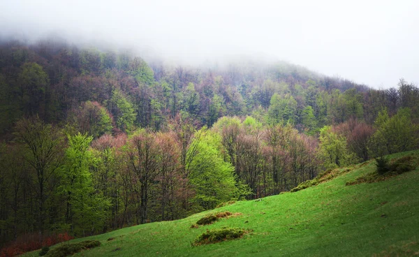 Зеленый лесной луг — стоковое фото