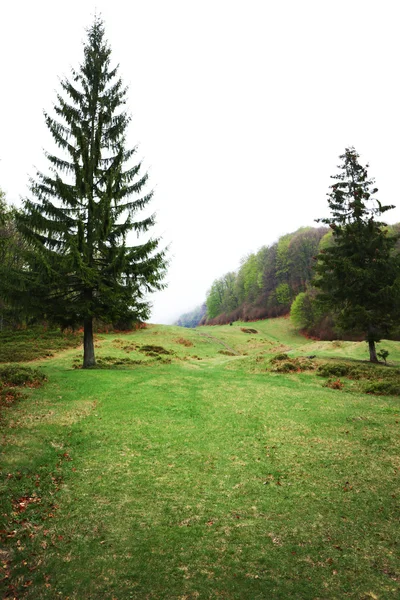 Зеленый лесной луг — стоковое фото