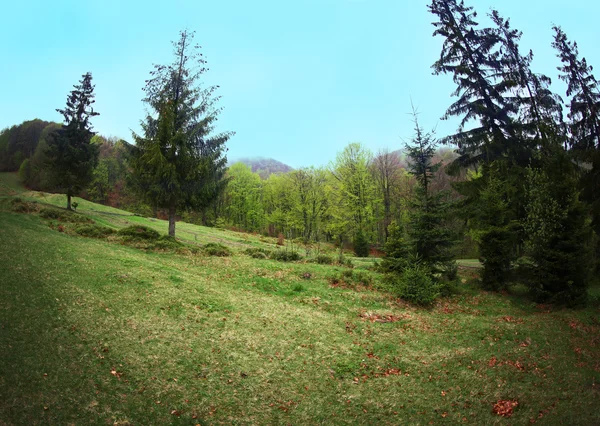 Pradera de bosque verde — Foto de Stock