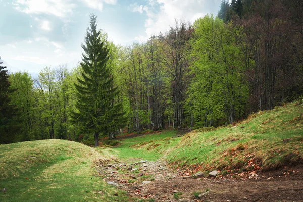 Pradera de bosque verde — Foto de Stock