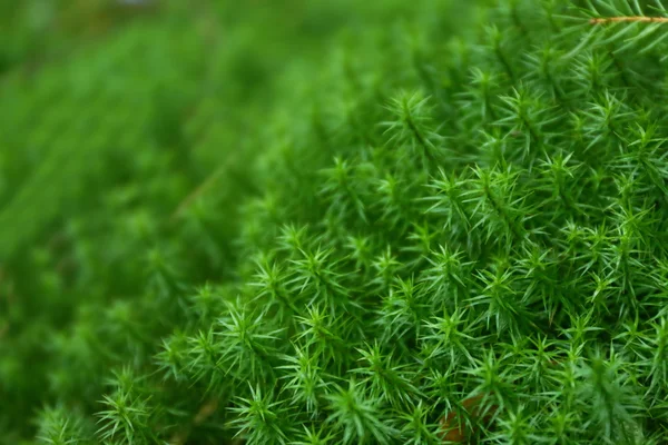 Planta florestal verde — Fotografia de Stock