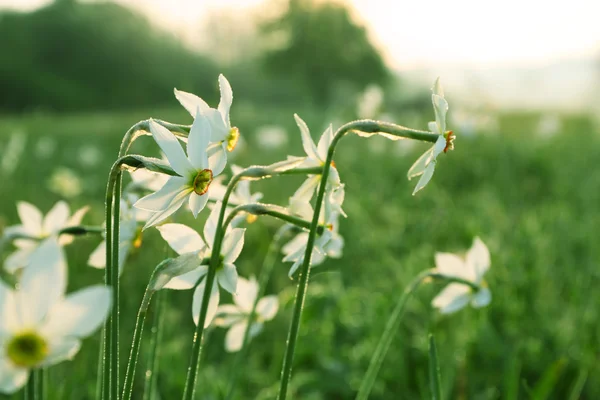 Bellissimi fiori di Narciso — Foto Stock