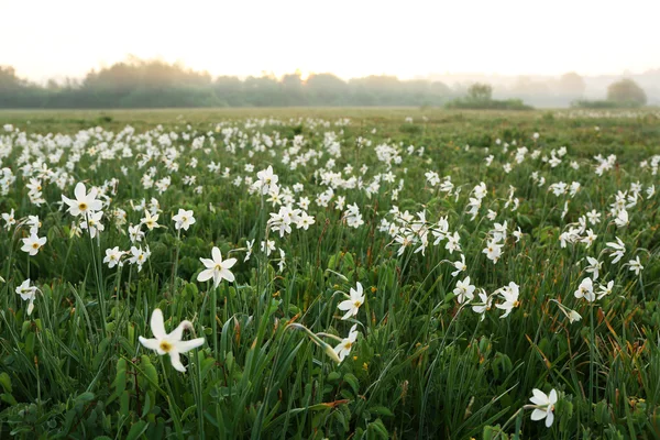 Beautiful narcissus flowers — Stock Photo, Image