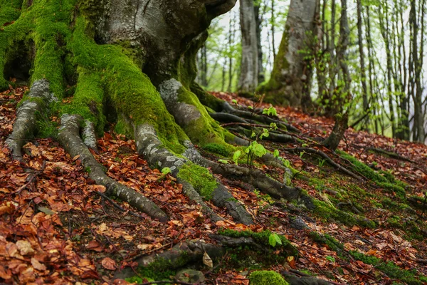 Baumwurzeln mit Moos — Stockfoto