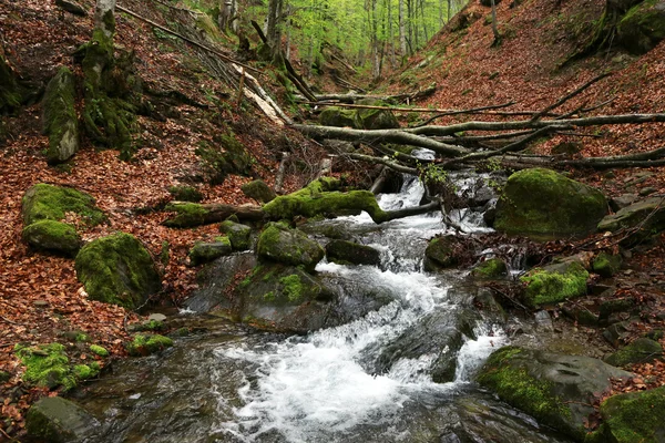 Pequeno rio na floresta — Fotografia de Stock