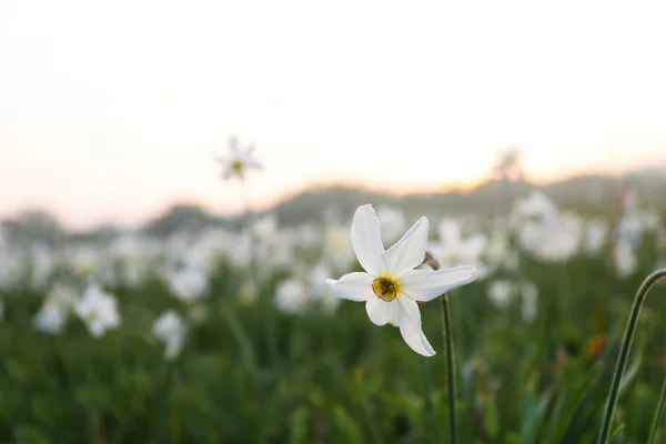 Beautiful narcissus flowers — Stock Photo, Image